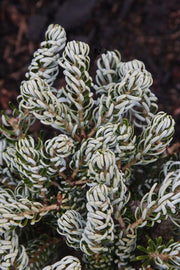 - Abies koreana 'Kohout’s Icebreaker' Korean Fir - Mr Maple │ Buy Japanese Maple Trees