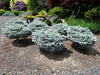 - Abies koreana 'Kohout’s Icebreaker' Korean Fir - Mr Maple │ Buy Japanese Maple Trees