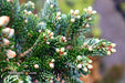 - Abies koreana 'Kohout’s Icebreaker' Korean Fir - Mr Maple │ Buy Japanese Maple Trees