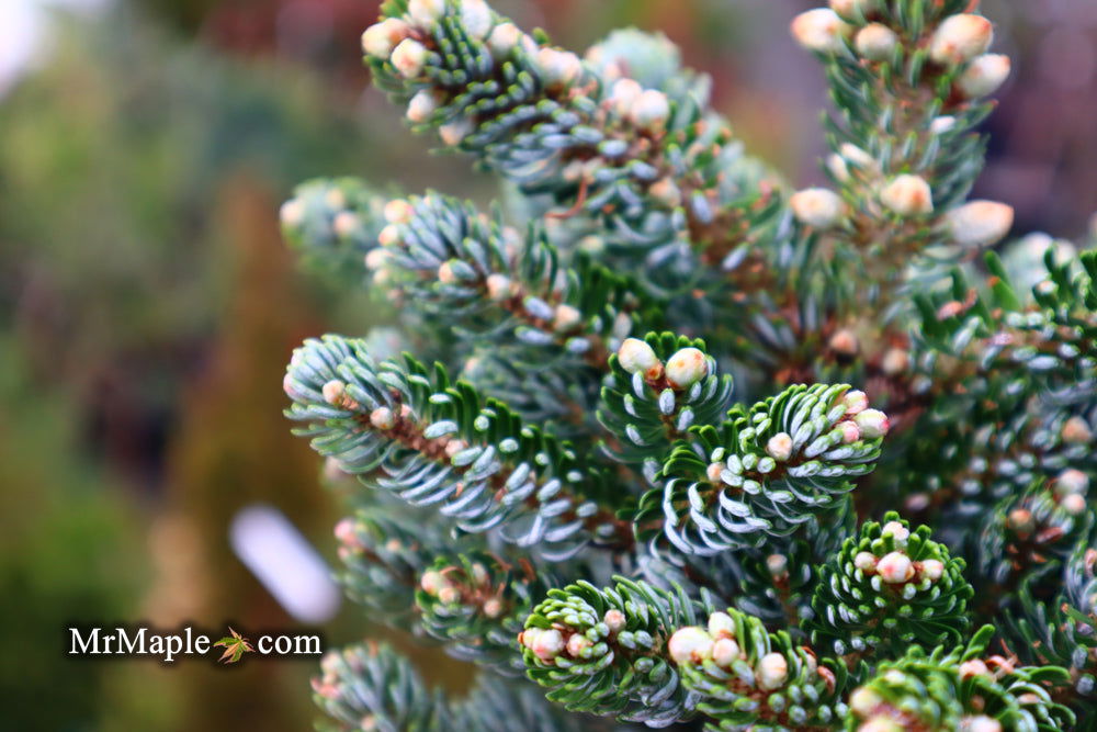 - Abies koreana 'Kohout’s Icebreaker' Korean Fir - Mr Maple │ Buy Japanese Maple Trees