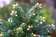 - Abies koreana 'Kohout’s Icebreaker' Korean Fir - Mr Maple │ Buy Japanese Maple Trees