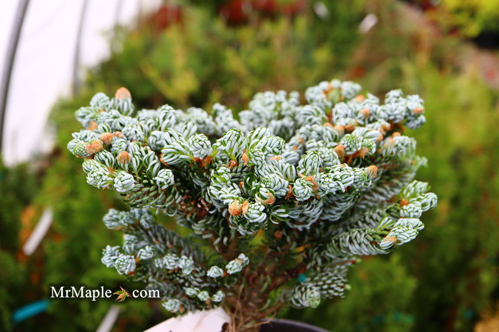 - Abies koreana 'Kohout’s Icebreaker' Korean Fir - Mr Maple │ Buy Japanese Maple Trees