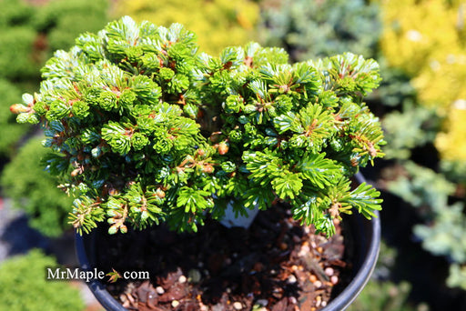 - Abies koreana 'Silberperle' Korean Fir - Mr Maple │ Buy Japanese Maple Trees