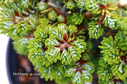 - Abies koreana 'Silberperle' Korean Fir - Mr Maple │ Buy Japanese Maple Trees