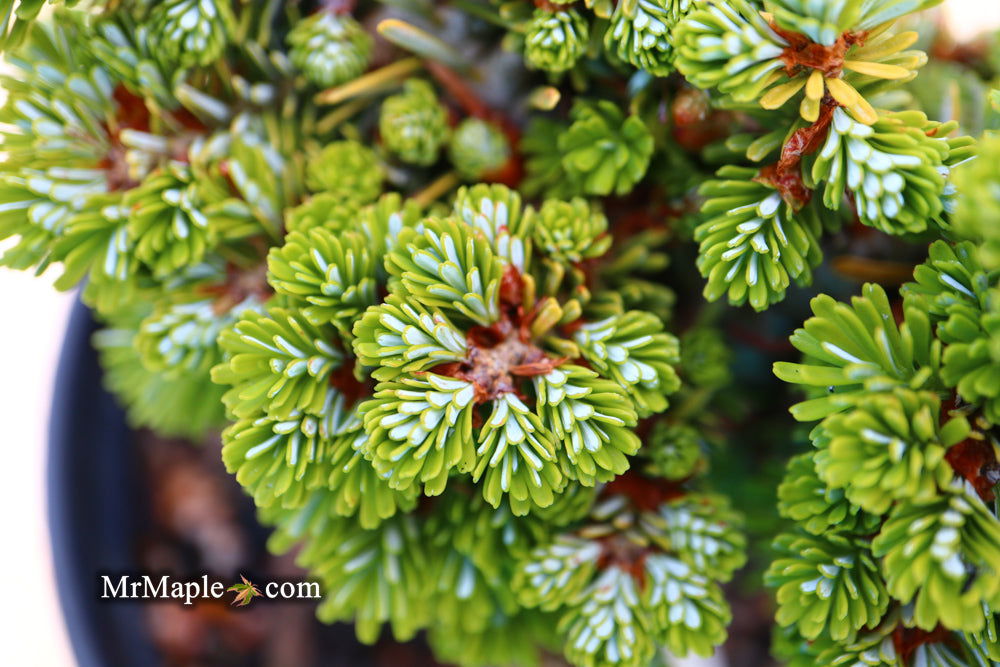 - Abies koreana 'Silberperle' Korean Fir - Mr Maple │ Buy Japanese Maple Trees