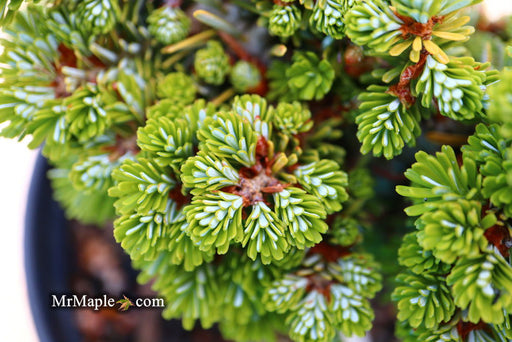 - Abies koreana 'Silberperle' Korean Fir - Mr Maple │ Buy Japanese Maple Trees