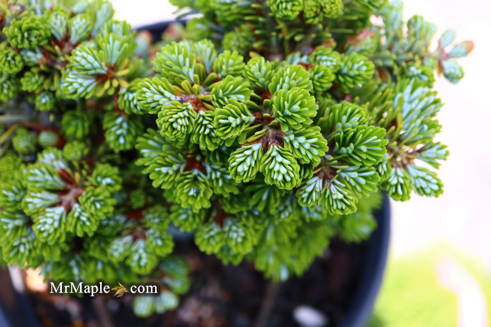 - Abies koreana 'Silberperle' Korean Fir - Mr Maple │ Buy Japanese Maple Trees