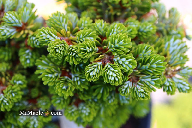 - Abies koreana 'Silberperle' Korean Fir - Mr Maple │ Buy Japanese Maple Trees