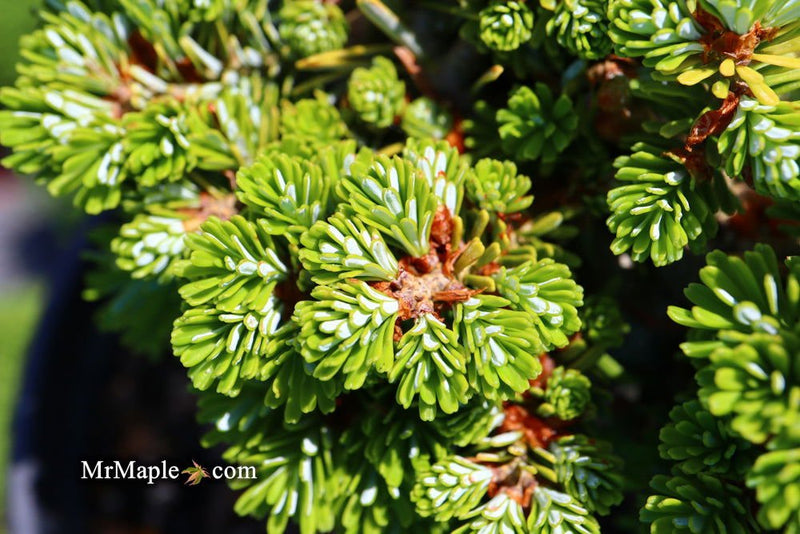 - Abies koreana 'Silberperle' Korean Fir - Mr Maple │ Buy Japanese Maple Trees