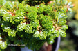 - Abies koreana 'Silberperle' Korean Fir - Mr Maple │ Buy Japanese Maple Trees