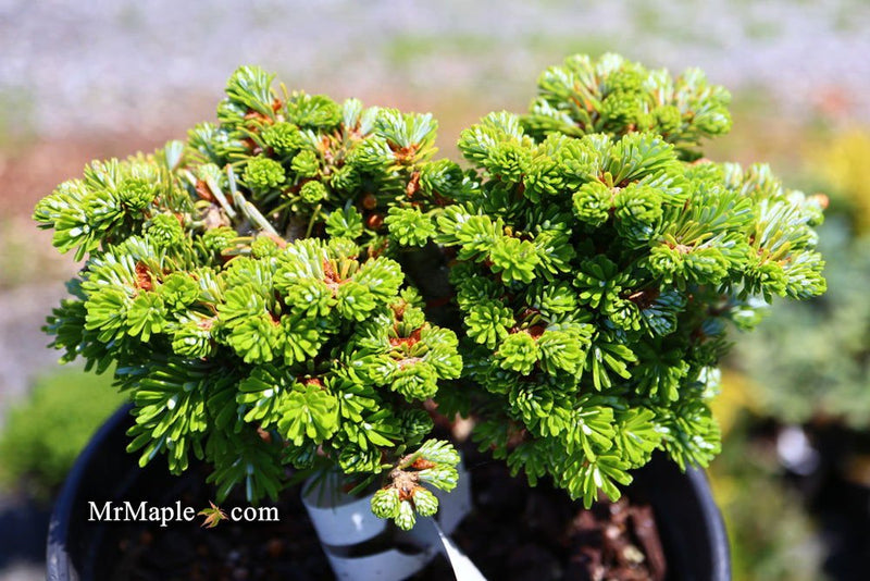 - Abies koreana 'Silberperle' Korean Fir - Mr Maple │ Buy Japanese Maple Trees