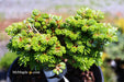 - Abies koreana 'Silberperle' Korean Fir - Mr Maple │ Buy Japanese Maple Trees