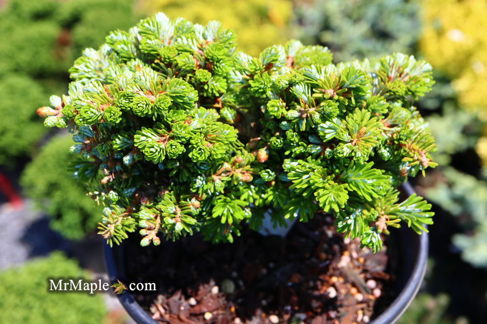 - Abies koreana 'Silberperle' Korean Fir - Mr Maple │ Buy Japanese Maple Trees