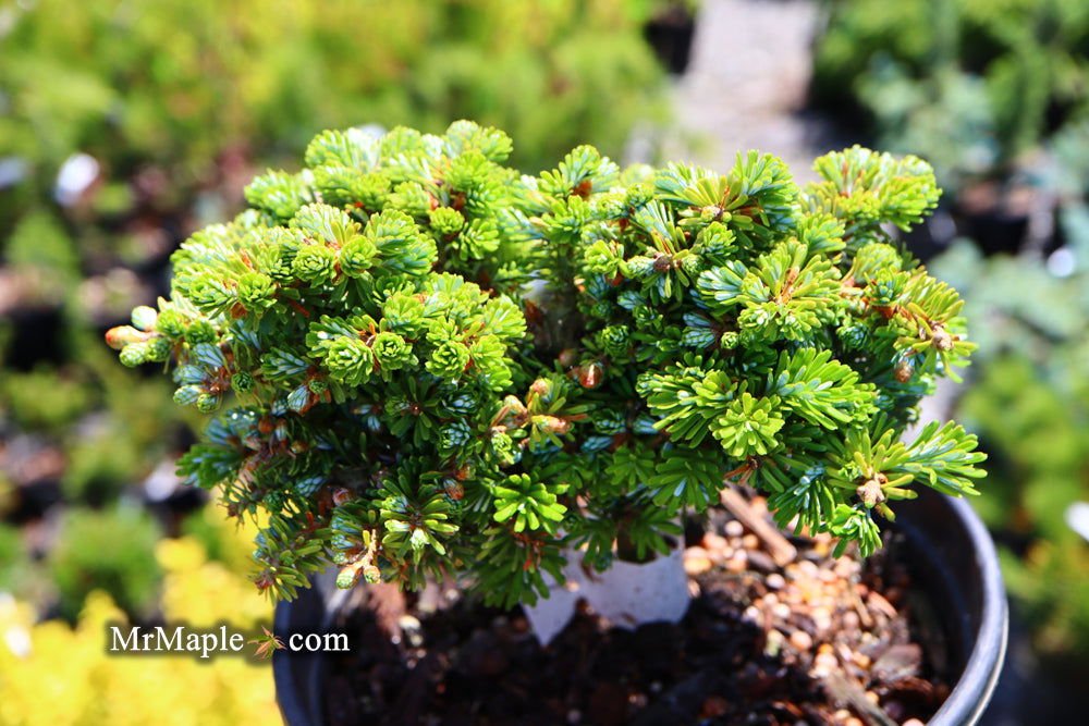 Buy Abies koreana 'Silberperle' Korean Fir — Mr Maple │ Buy