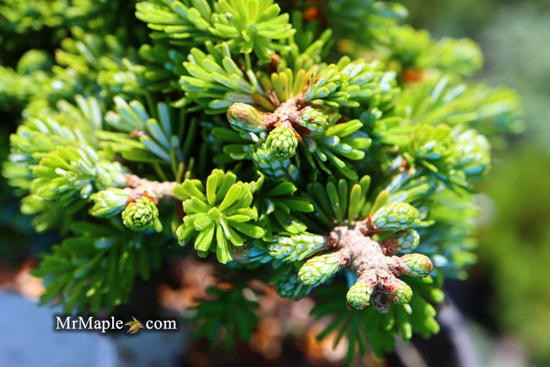 - Abies koreana 'Silberperle' Korean Fir - Mr Maple │ Buy Japanese Maple Trees