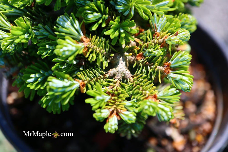 - Abies koreana 'Silberperle' Korean Fir - Mr Maple │ Buy Japanese Maple Trees