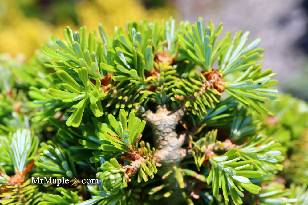 - Abies koreana 'Silberperle' Korean Fir - Mr Maple │ Buy Japanese Maple Trees