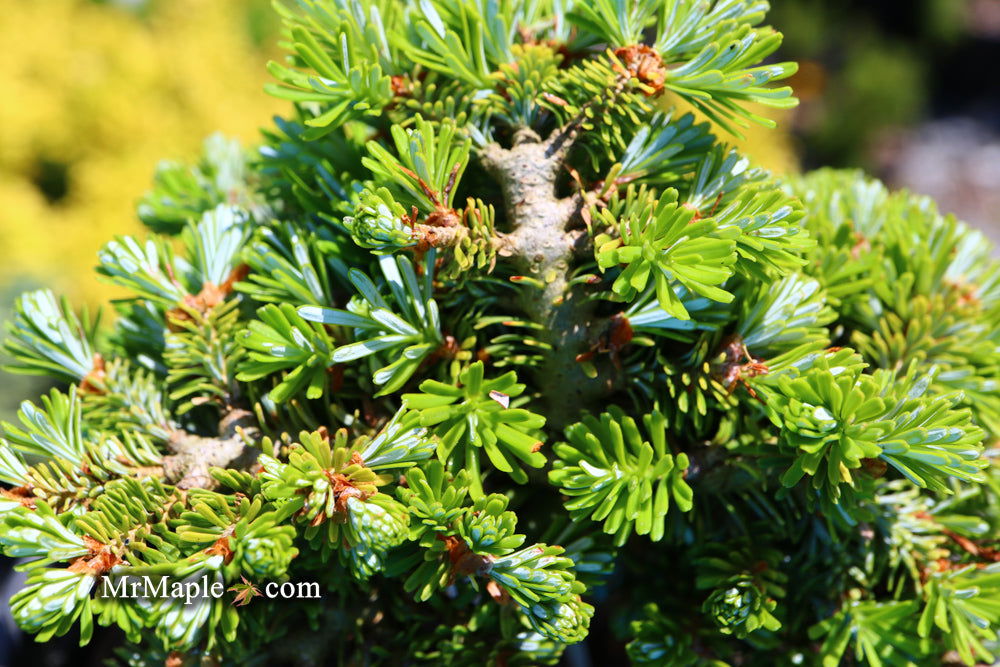 - Abies koreana 'Silberperle' Korean Fir - Mr Maple │ Buy Japanese Maple Trees