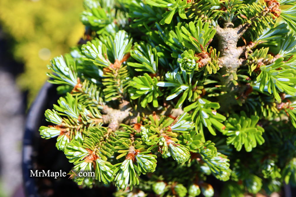 - Abies koreana 'Silberperle' Korean Fir - Mr Maple │ Buy Japanese Maple Trees