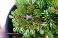 - Abies koreana 'Silberperle' Korean Fir - Mr Maple │ Buy Japanese Maple Trees