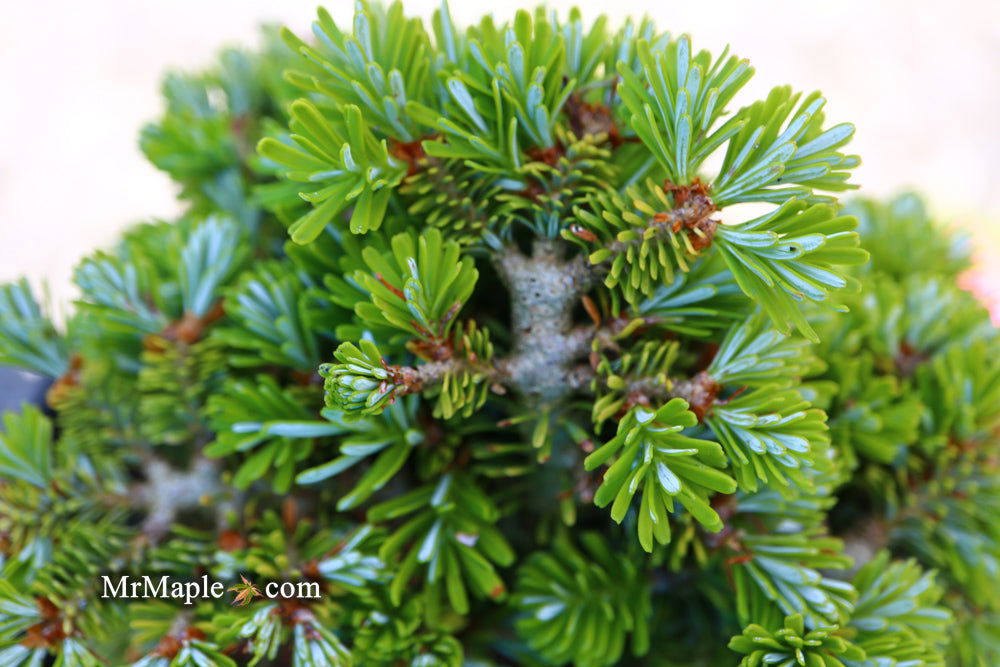 - Abies koreana 'Silberperle' Korean Fir - Mr Maple │ Buy Japanese Maple Trees