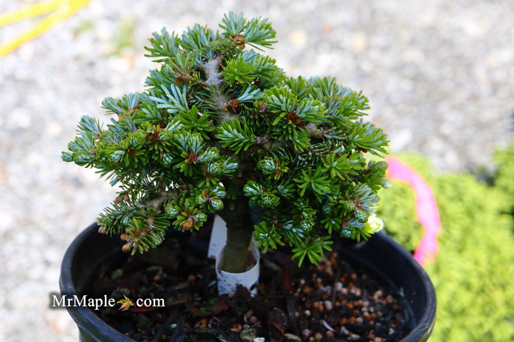 - Abies koreana 'Silberperle' Korean Fir - Mr Maple │ Buy Japanese Maple Trees