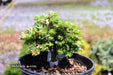 - Abies koreana 'Silberperle' Korean Fir - Mr Maple │ Buy Japanese Maple Trees