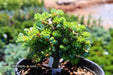 - Abies koreana 'Silberperle' Korean Fir - Mr Maple │ Buy Japanese Maple Trees