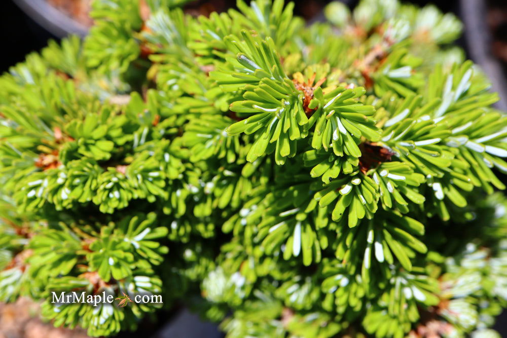 - Abies koreana 'Silberperle' Korean Fir - Mr Maple │ Buy Japanese Maple Trees