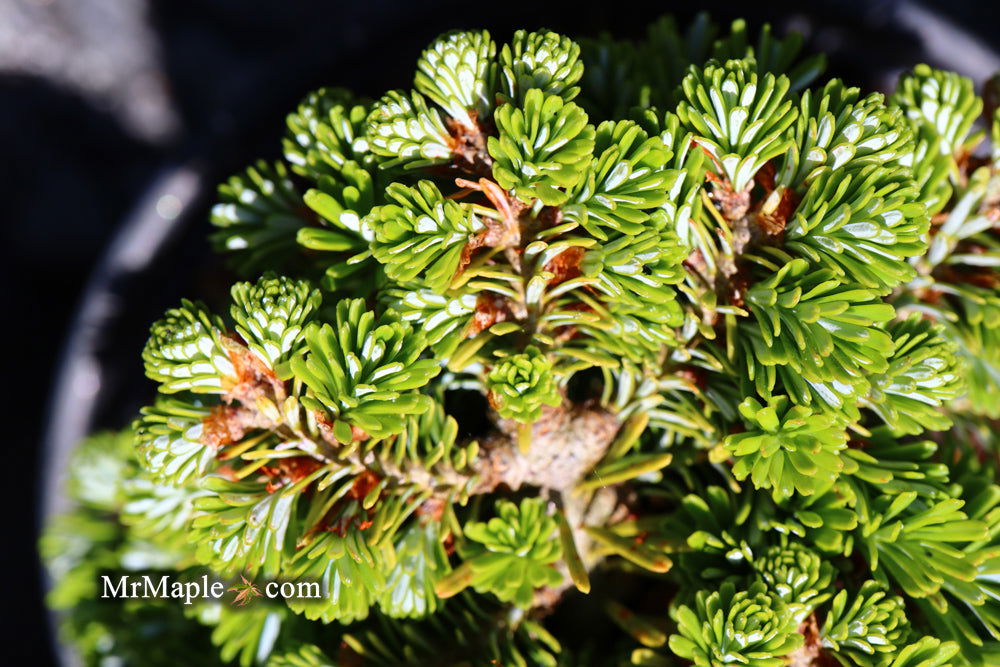 - Abies koreana 'Silberperle' Korean Fir - Mr Maple │ Buy Japanese Maple Trees