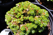 - Abies koreana 'Silberperle' Korean Fir - Mr Maple │ Buy Japanese Maple Trees