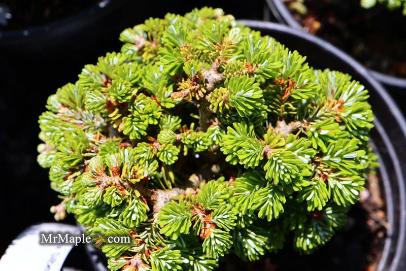 - Abies koreana 'Silberperle' Korean Fir - Mr Maple │ Buy Japanese Maple Trees