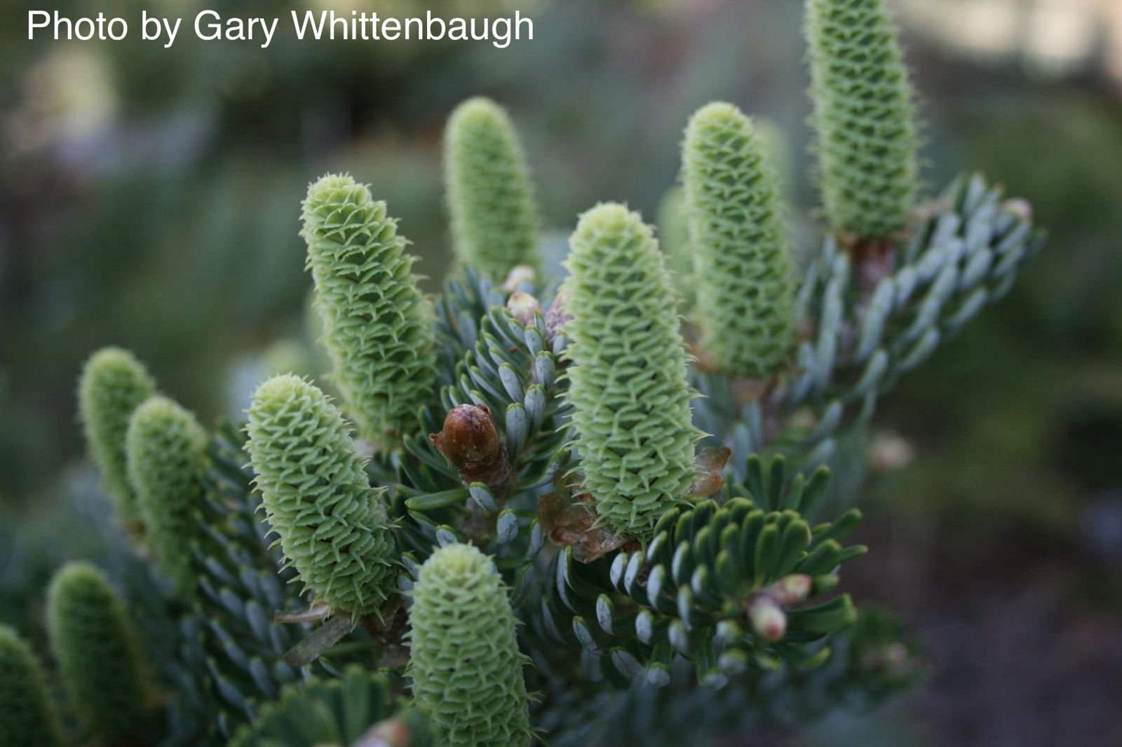 Buy Abies koreana 'Silver Show' Korean Fir Grafted on Abies firma