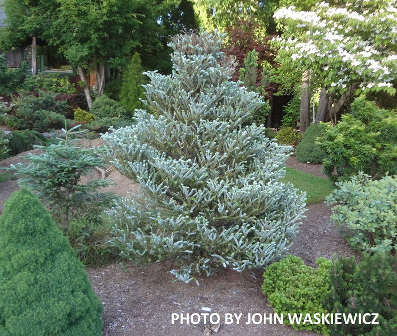 - Abies koreana 'Silver Show' Korean Fir Grafted on Abies firma - Mr Maple │ Buy Japanese Maple Trees