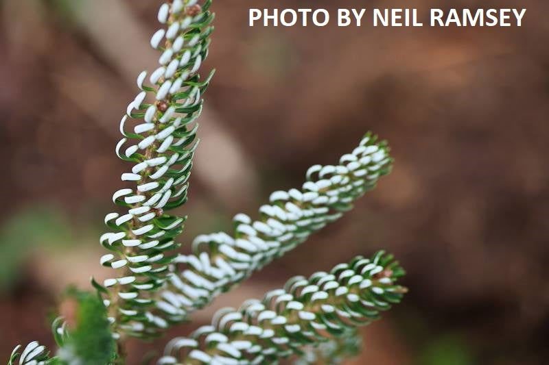 - Abies koreana 'Silver Show' Korean Fir Grafted on Abies firma - Mr Maple │ Buy Japanese Maple Trees