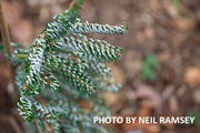 - Abies koreana 'Silver Show' Korean Fir Grafted on Abies firma - Mr Maple │ Buy Japanese Maple Trees