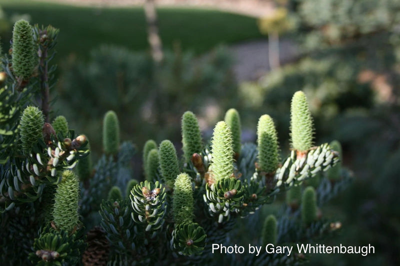 - Abies koreana 'Silver Show' Korean Fir Grafted on Abies firma - Mr Maple │ Buy Japanese Maple Trees