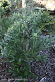 - Abies koreana 'Silver Show' Korean Fir Grafted on Abies firma - Mr Maple │ Buy Japanese Maple Trees