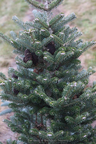 - Abies koreana 'Starkers Dwarf' Korean Fir - Mr Maple │ Buy Japanese Maple Trees