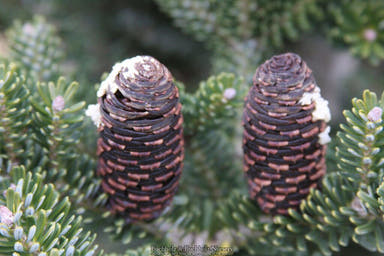 - Abies koreana 'Starkers Dwarf' Korean Fir - Mr Maple │ Buy Japanese Maple Trees