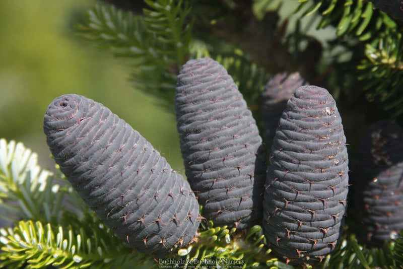 - Abies koreana 'Starkers Dwarf' Korean Fir - Mr Maple │ Buy Japanese Maple Trees