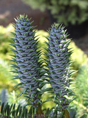 - Abies koreana 'Vengels' Korean Fir - Mr Maple │ Buy Japanese Maple Trees