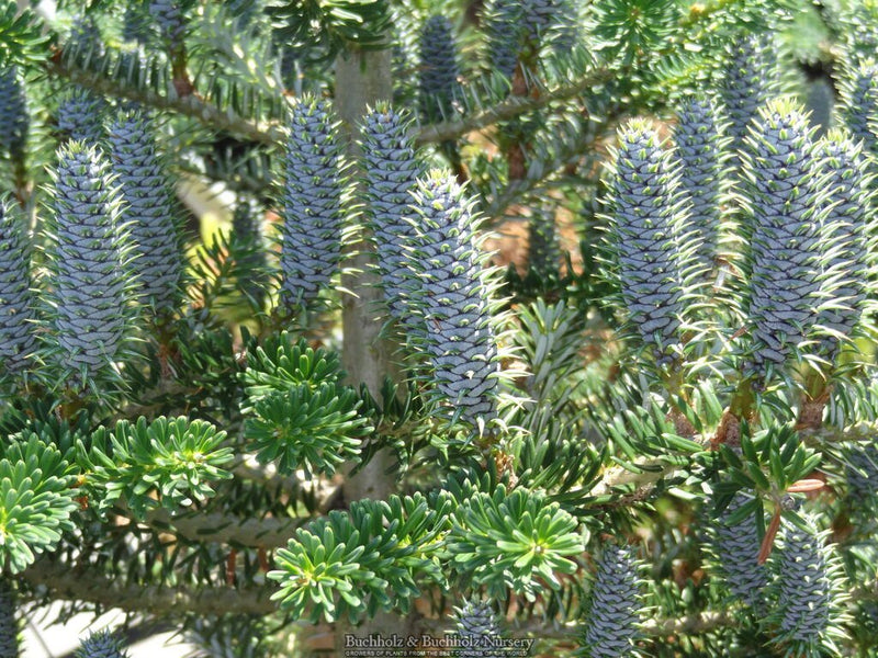 - Abies koreana 'Vengels' Korean Fir - Mr Maple │ Buy Japanese Maple Trees