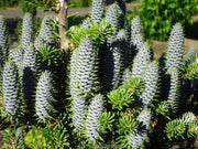 - Abies koreana 'Vengels' Korean Fir - Mr Maple │ Buy Japanese Maple Trees