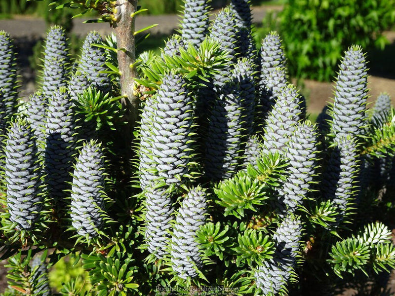 - Abies koreana 'Vengels' Korean Fir - Mr Maple │ Buy Japanese Maple Trees