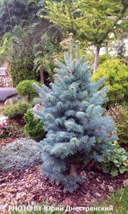 - Abies lasiocarpa 'Glauca Compacta' Blue Arizona Cork Bark Fir - Mr Maple │ Buy Japanese Maple Trees