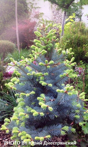 - Abies lasiocarpa 'Glauca Compacta' Blue Arizona Cork Bark Fir - Mr Maple │ Buy Japanese Maple Trees