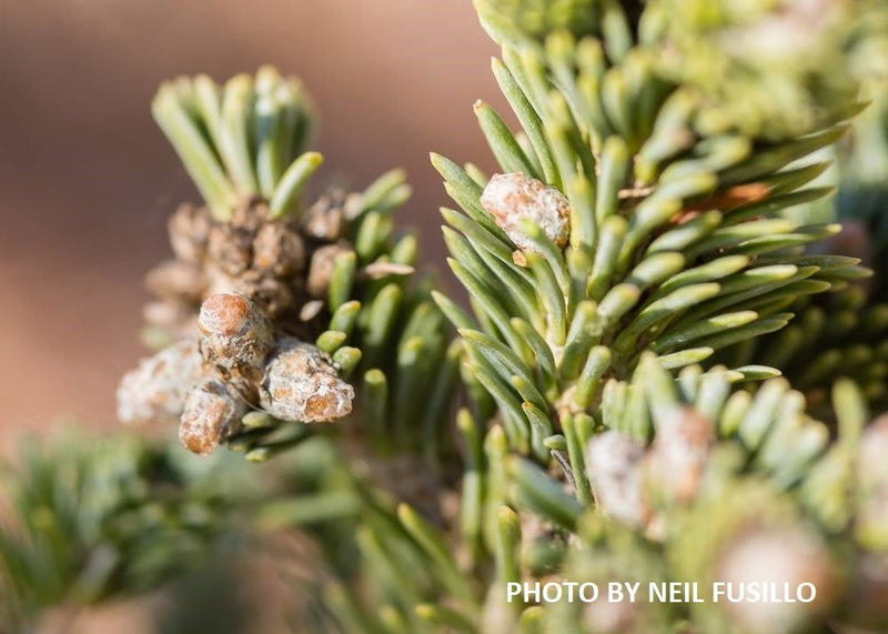 - Abies lasiocarpa 'Glauca Compacta' Blue Arizona Cork Bark Fir - Mr Maple │ Buy Japanese Maple Trees