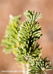 - Abies lasiocarpa 'Glauca Compacta' Blue Arizona Cork Bark Fir - Mr Maple │ Buy Japanese Maple Trees
