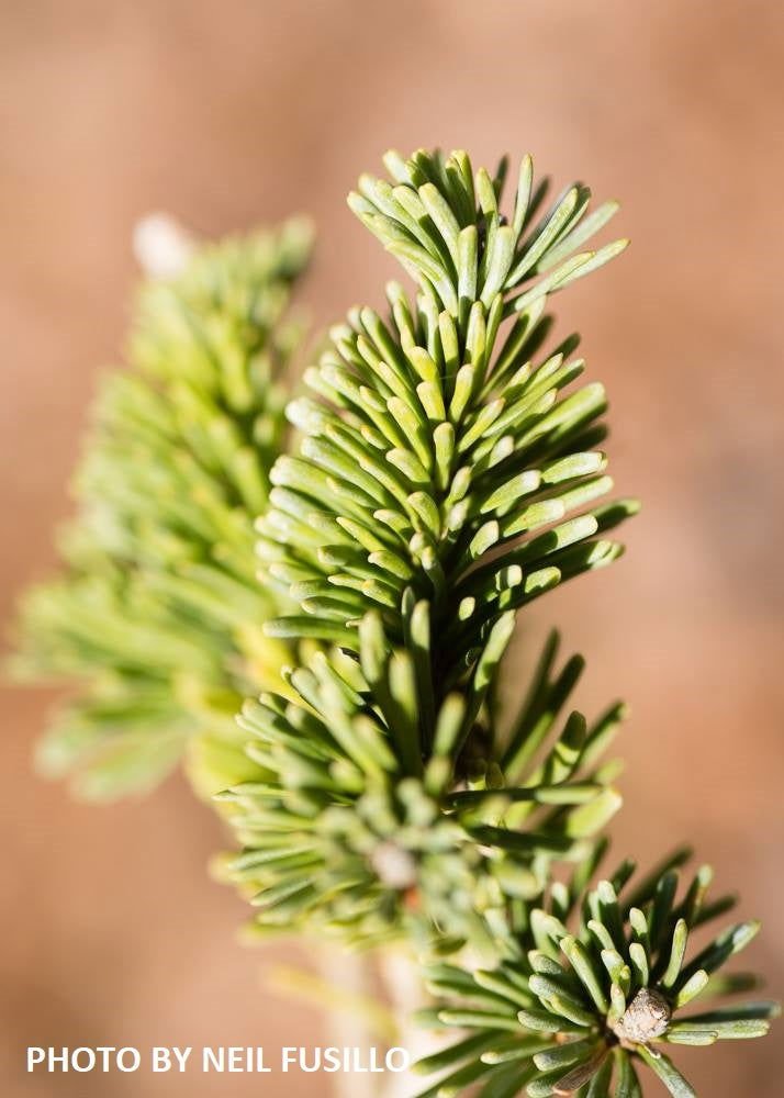 - Abies lasiocarpa 'Glauca Compacta' Blue Arizona Cork Bark Fir - Mr Maple │ Buy Japanese Maple Trees